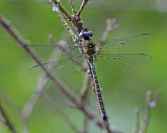 Image of dragonflies and damselflies