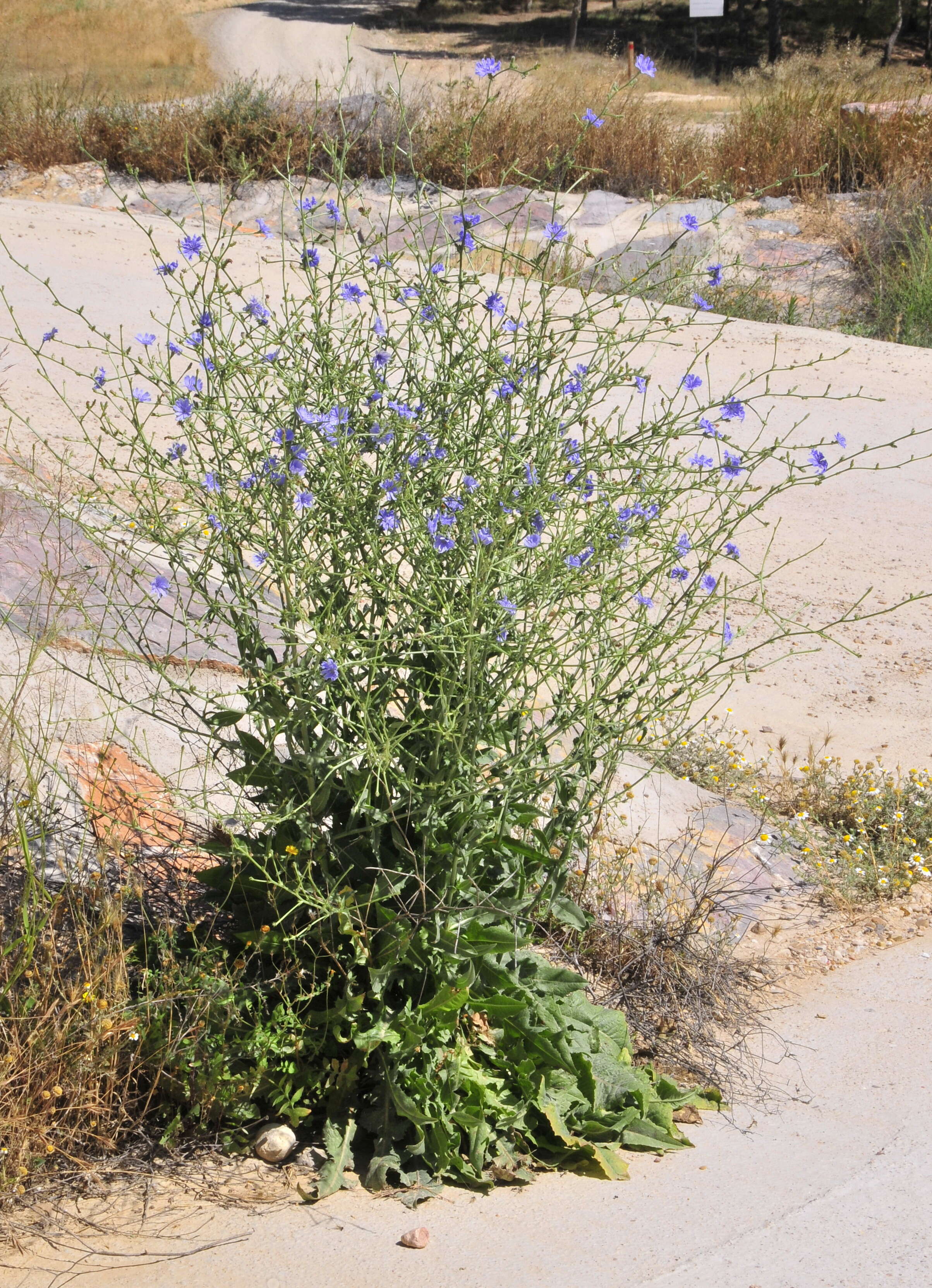 Image of chicory