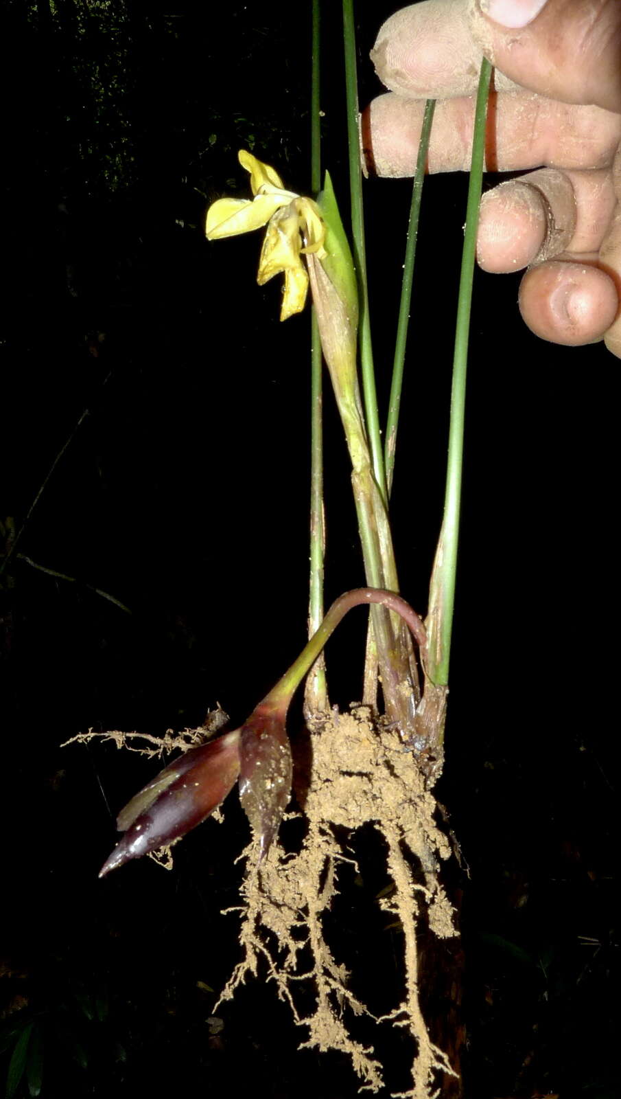 Image de Goeppertia brasiliensis (Körn.) Borchs. & S. Suárez