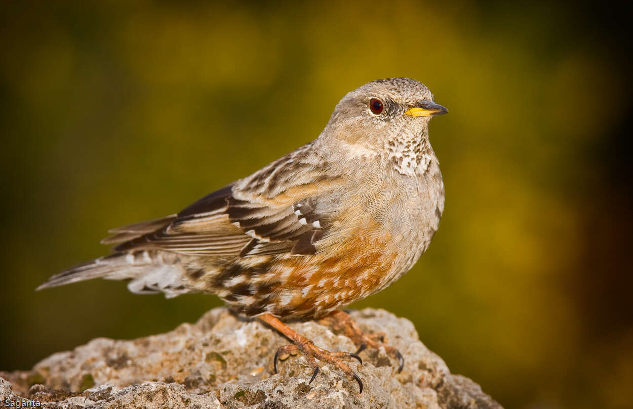 Image of accentors