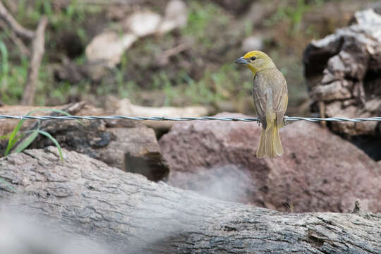 Image of Red Tanager