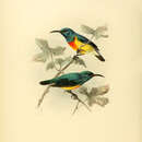 Image of Mayotte Sunbird