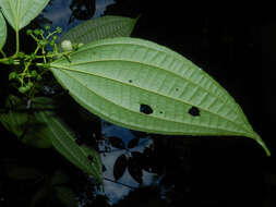 Image of Miconia neomicrantha W. S. Judd & J. D. Skean