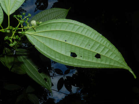 Image de Miconia neomicrantha W. S. Judd & J. D. Skean