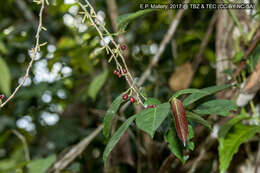 Image of Lacistema aggregatum (Berg.) Rusby