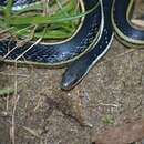 Image of Lateral Water Snake
