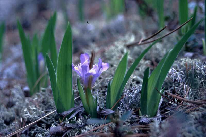 Image of dwarf lake iris