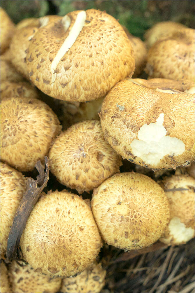 Image of Pholiota