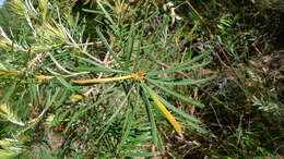 Image of Banksia spinulosa var. collina (R. Br.) A. S. George