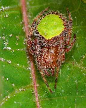 Sivun Eriophora ravilla (C. L. Koch 1844) kuva