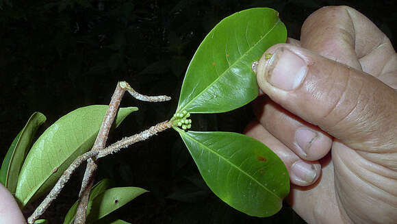 Image of Erythroxylum squamatum Sw.