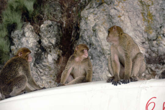 Image of Barbary Ape