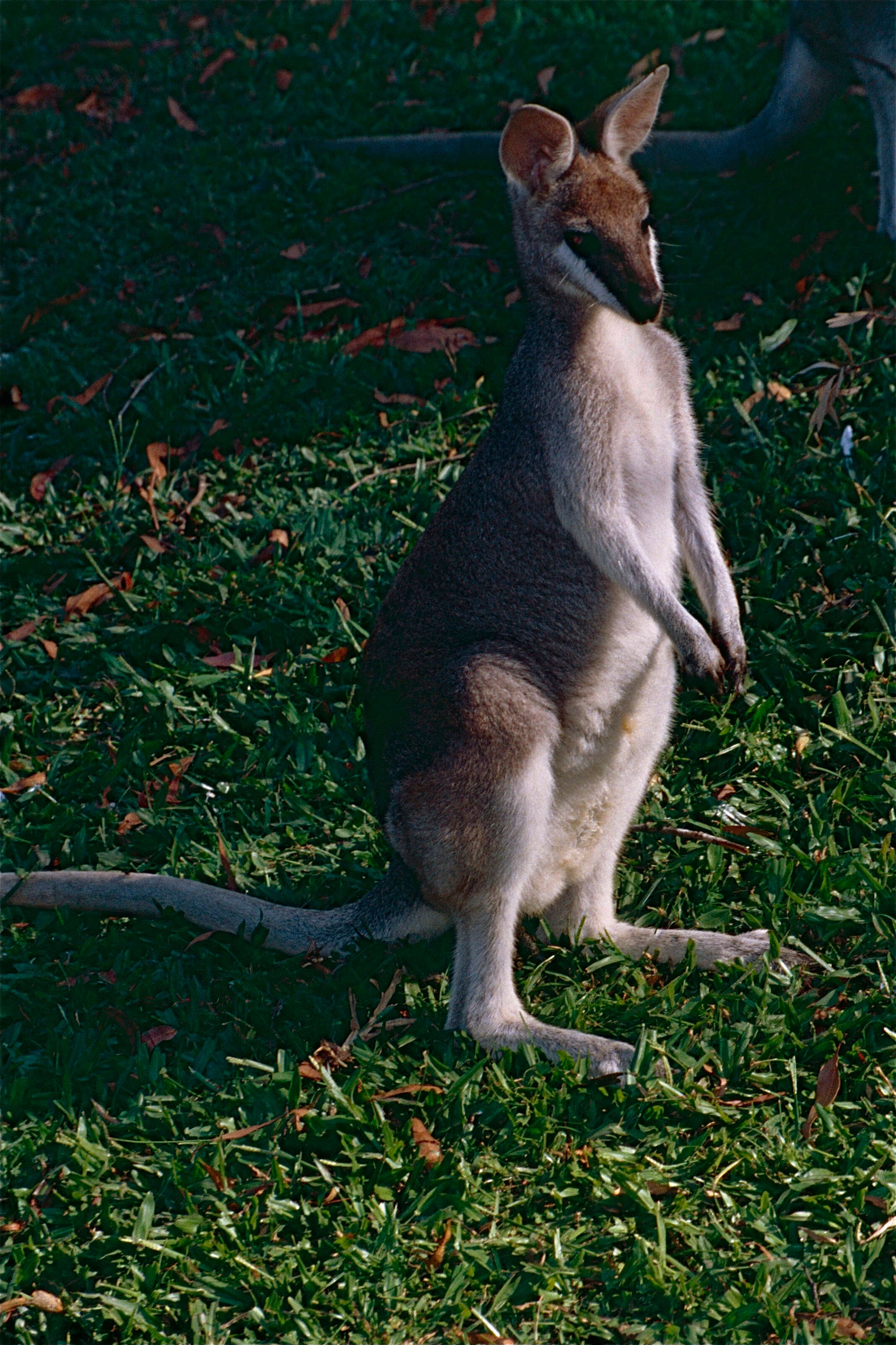 Image of wallaby