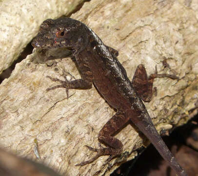 Image of brown anole