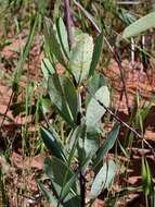 Image of Vochysia pumila Pohl