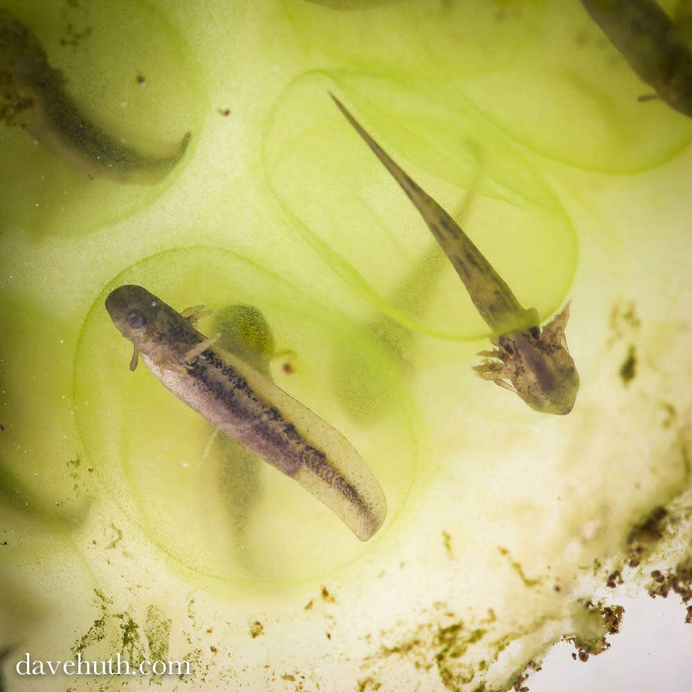 Image of mole salamanders