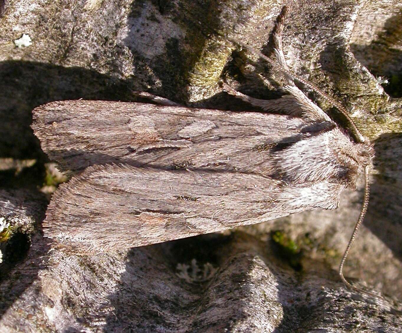 Image de noctuelle du cyprès