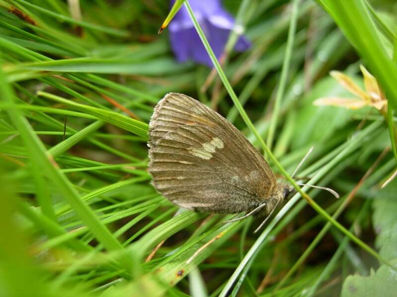 Image of Yellow-spotted Ringlet