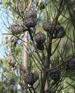 Image of Hakea lissosperma R. Br.