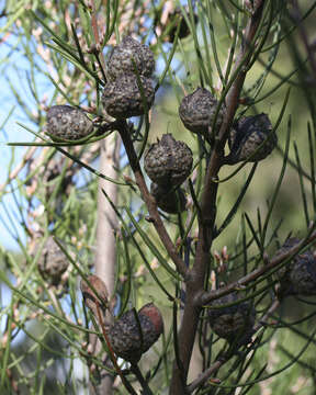 Imagem de Hakea lissosperma R. Br.