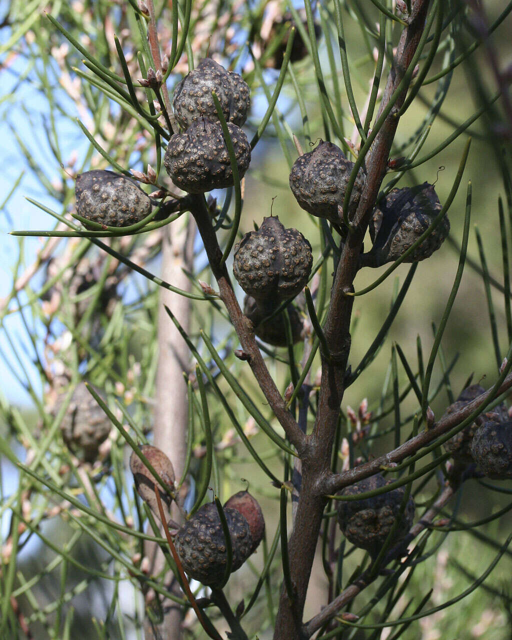 Image of Hakea lissosperma R. Br.