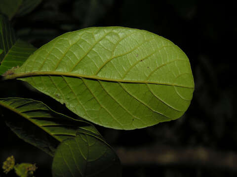 Image of Sloanea obtusifolia (Moric.) K. Schum.