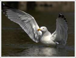 Image de Larus Linnaeus 1758