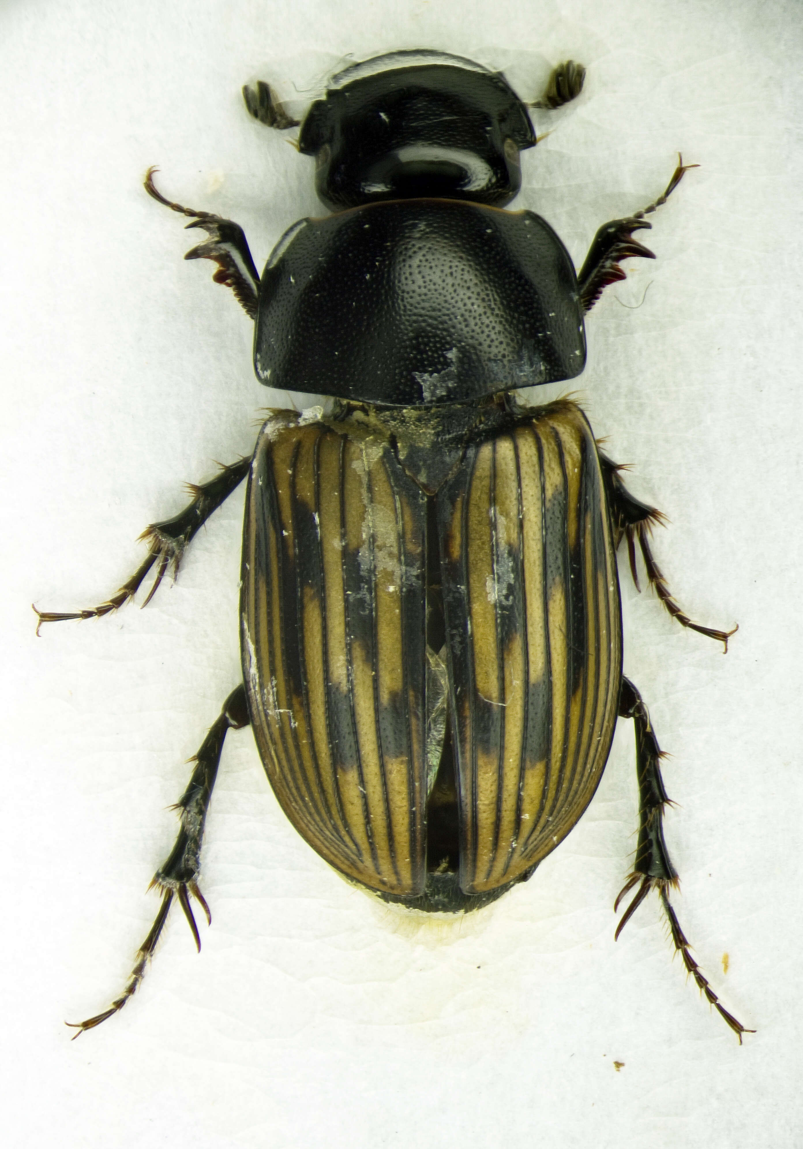 Image of Aphodius luridus