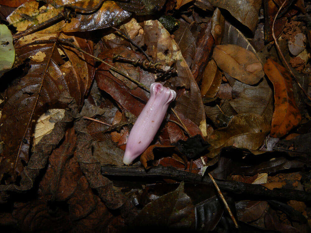 Image of Maripa nicaraguensis Hemsl.