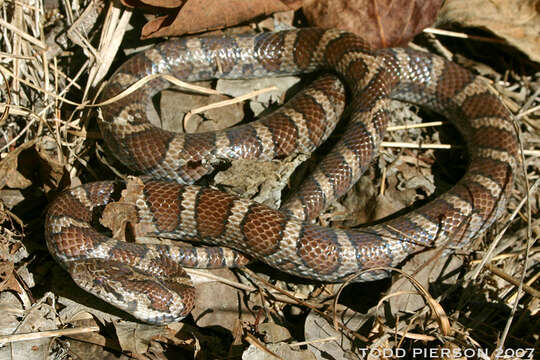 Image of milk snake