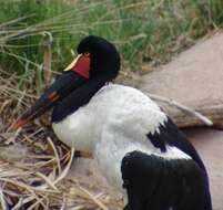 Image of Saddle-billed Stork