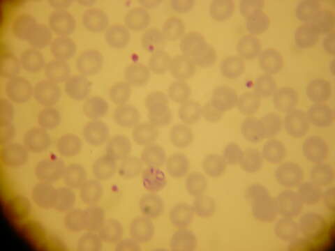 Image of Plasmodium subgen. Laverania