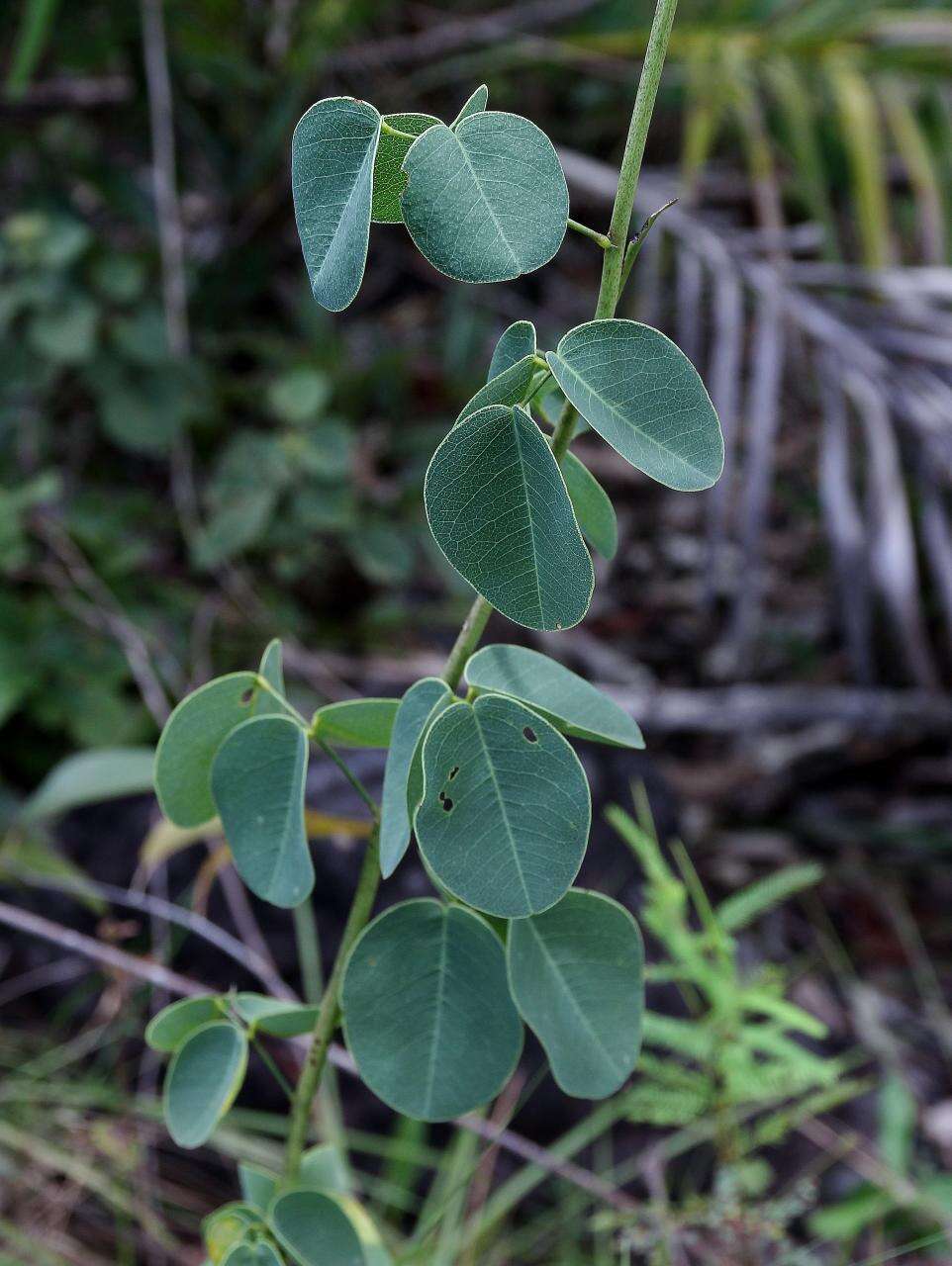 Image of Poiretia latifolia var. coriifolia (Vogel) Benth.