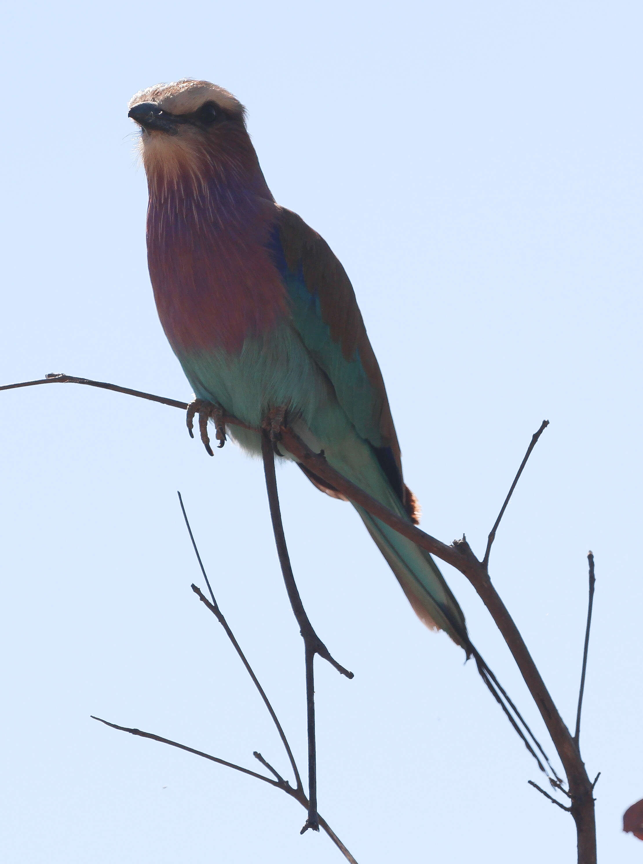 Image of Coracias Linnaeus 1758