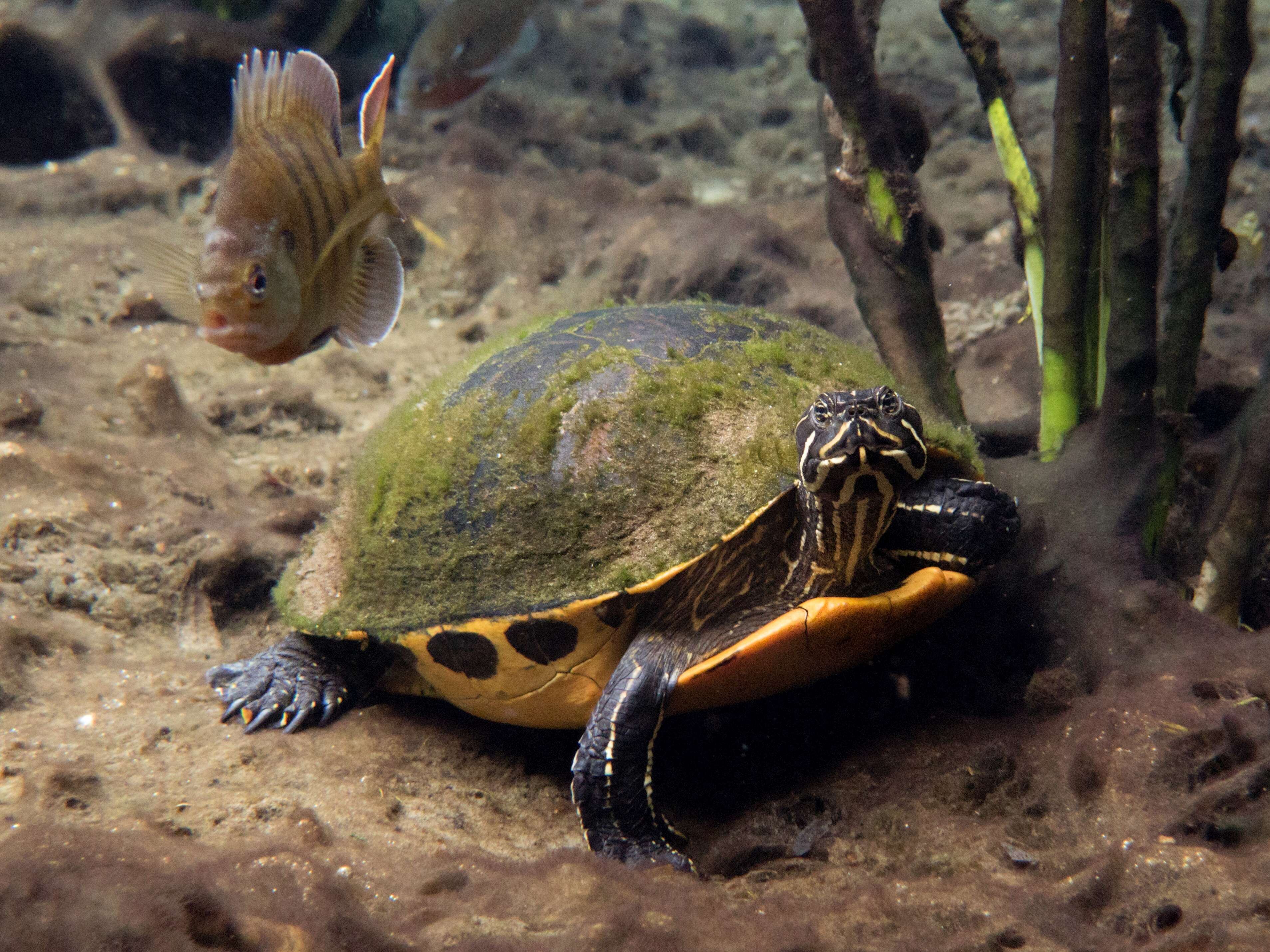 Image of Cooter Turtles