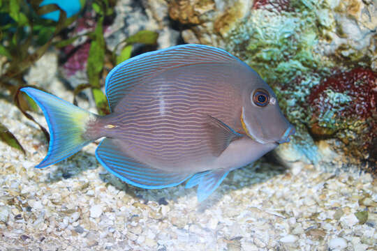 صورة Acanthurus coeruleus Bloch & Schneider 1801