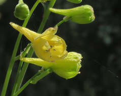 Image of yellow larkspur