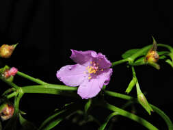 Image of Talinaceae