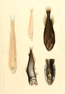 Image of Scopelarchus