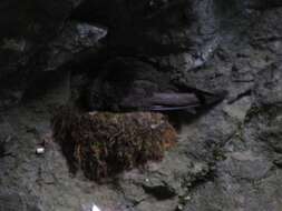 Image of American Black Swift