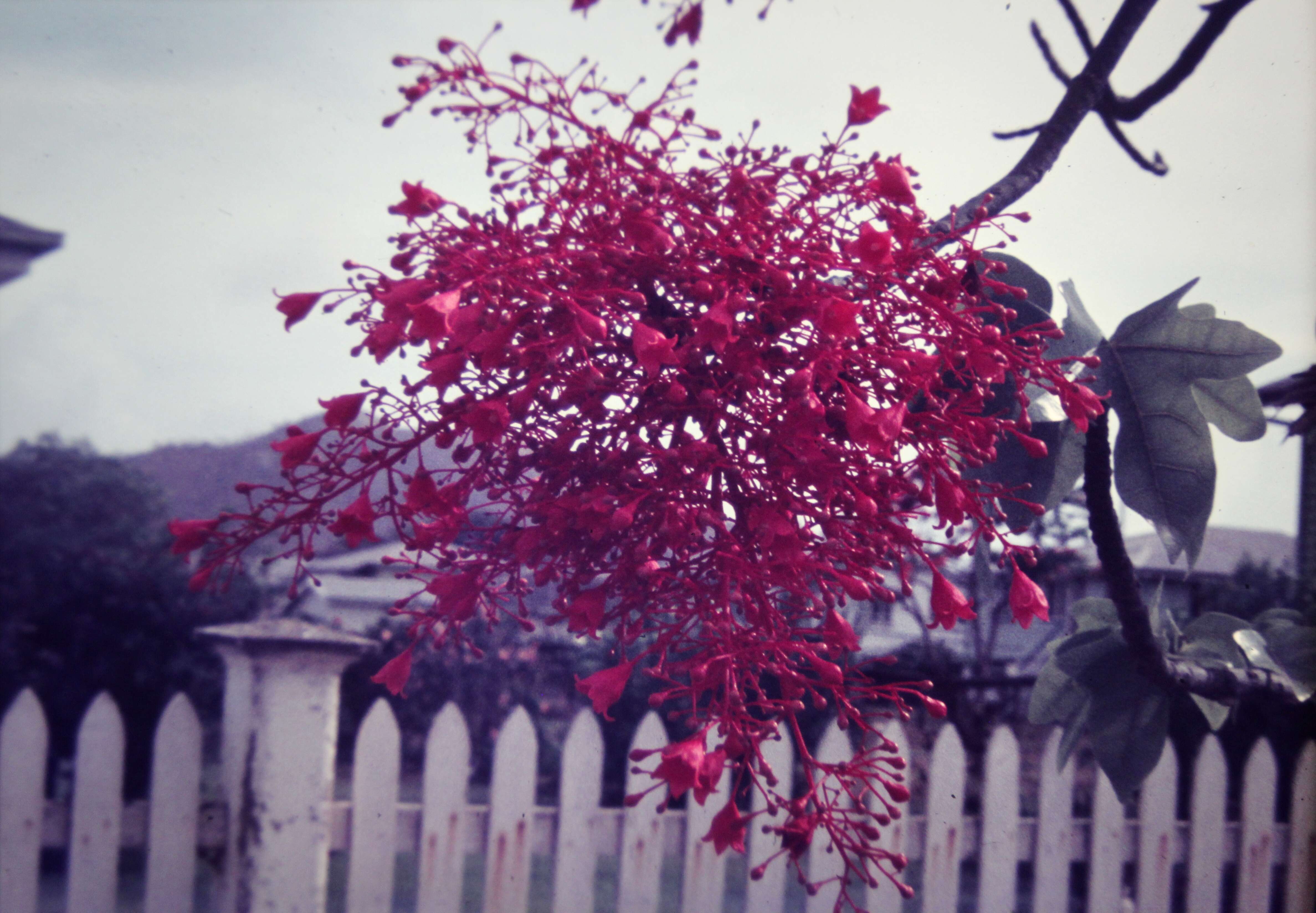 Image of Bottle-trees