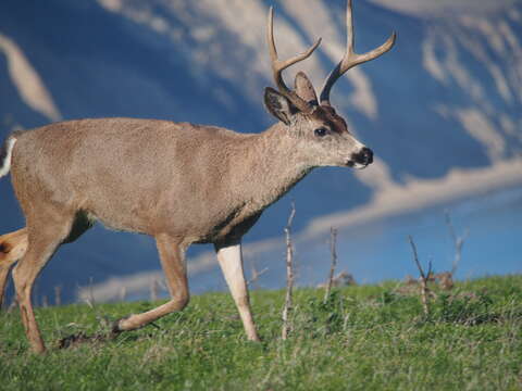 Image of mule deer and white-tailed deer