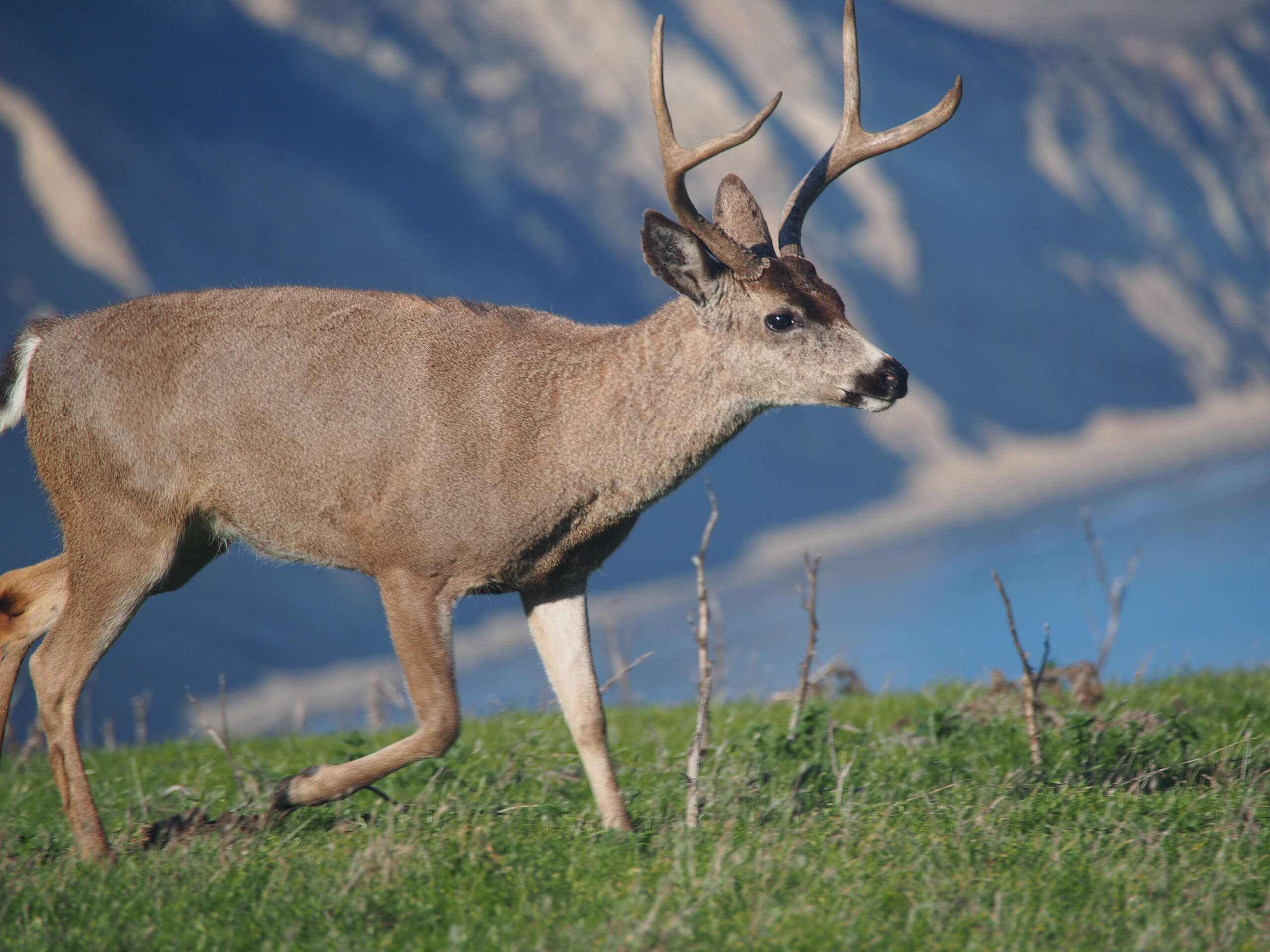 Image of mule deer and white-tailed deer