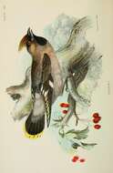 Image of waxwings and relatives