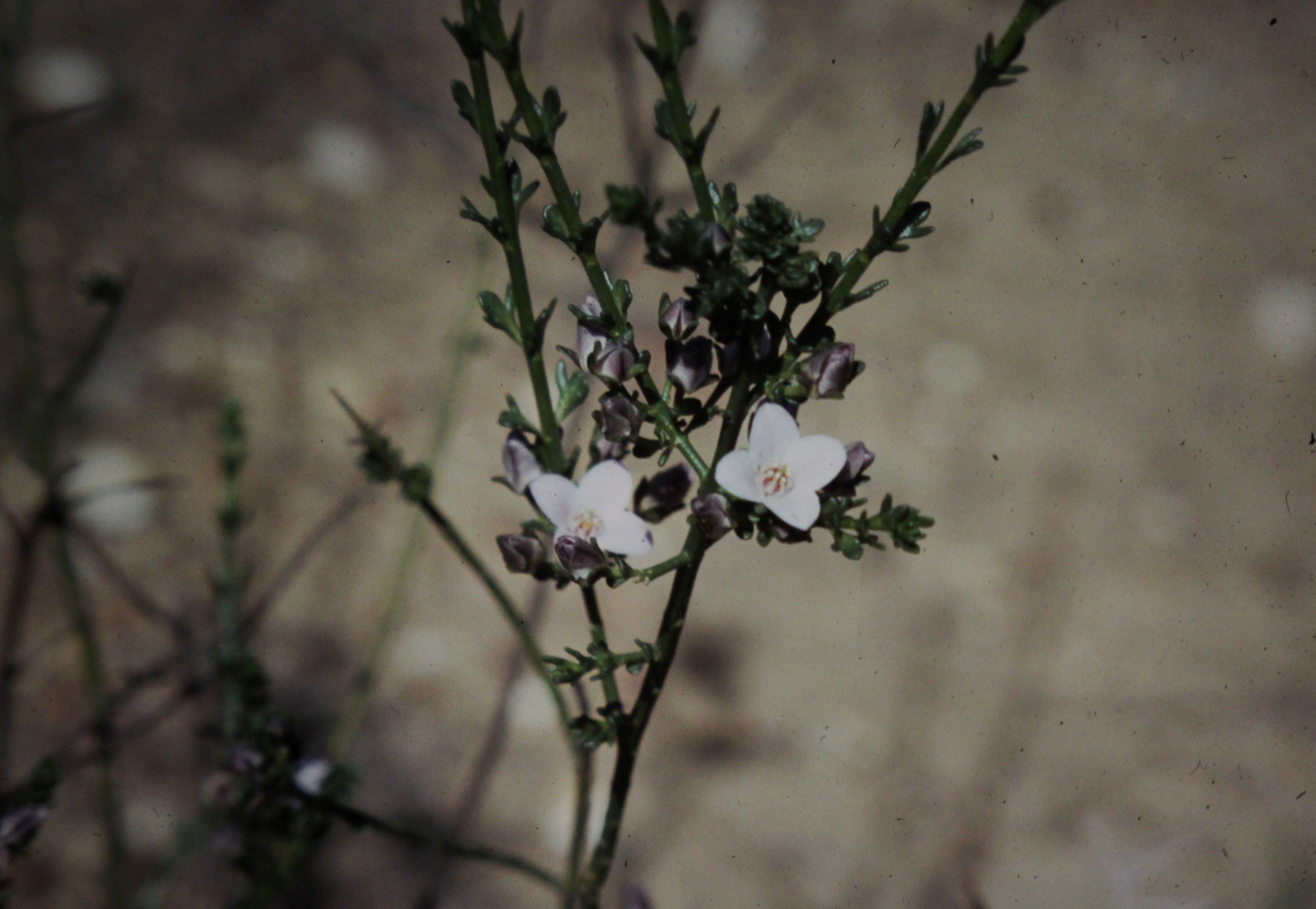 Image of Blue Boronia