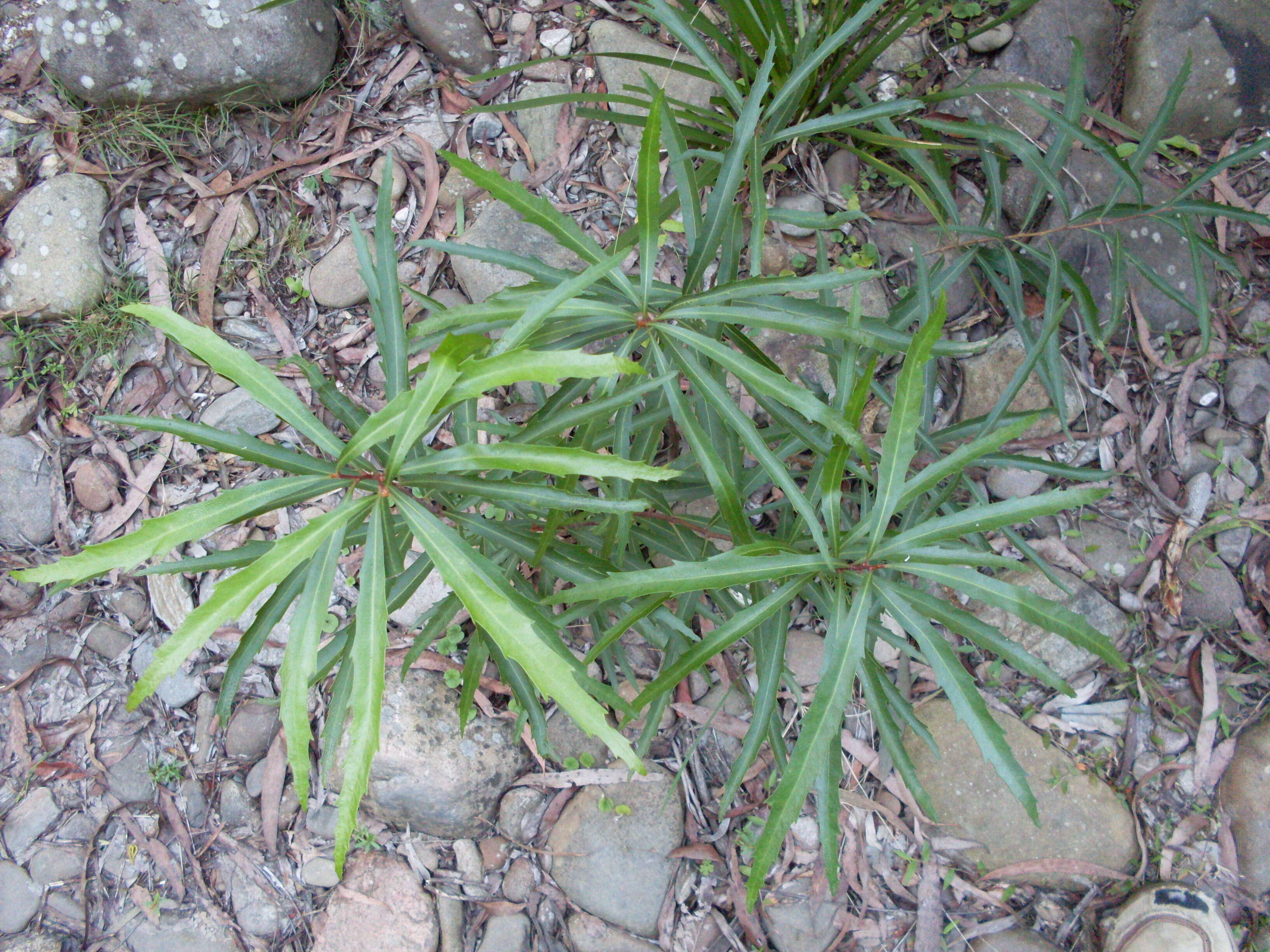 Image of Kangaroo Apple