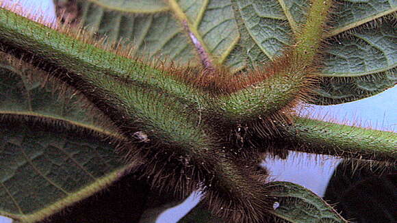 Image of Cordia nodosa Lam.