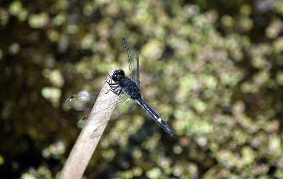 Image of Dot-tailed Whiteface