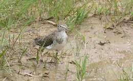 Image of Tringa Linnaeus 1758