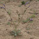 Image of scrub gilia